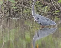 Ardea herodias