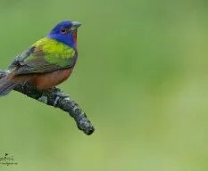 Passerina ciris