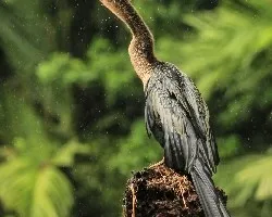 Anhinga anhinga