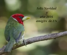 Feliz navidad