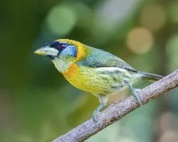 Eubucco bourcierii