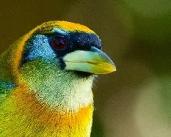 Eubucco bourcierii