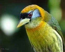 Eubucco bourcierii 