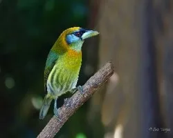 Eubucco bourcierii