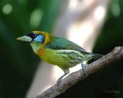 Eubucco bourcierii
