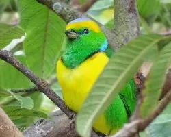 Chlorophonia callophrys 