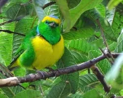 Chlorophonia callophrys