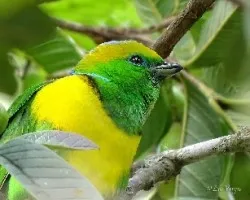 Chlorophonia callophrys