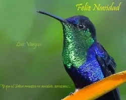 Feliz navidad