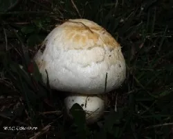 Estará el duende?