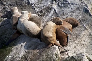 Phoca vitulina