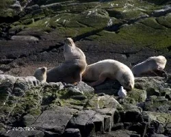 Phoca vitulina