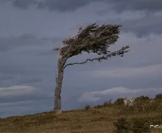 Ãrbol bandera