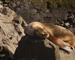 Phoca vitulina