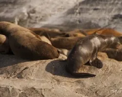 Phoca vitulina