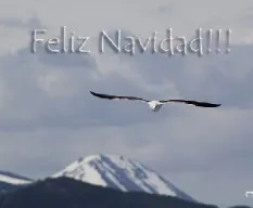 Gaviota
