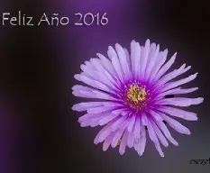 Felicidades