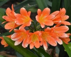 Clivia miniata 