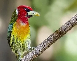 Eubucco bourcierii