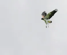 Buteo albicaudatus