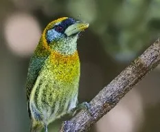 Eubucco bourcierii
