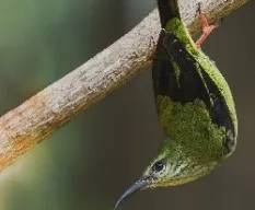 Cyanerpes cyaneus