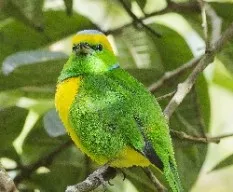 Chlorophonia callophrys