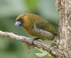 Semnornis frantzii