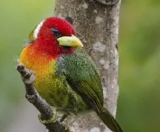 Eubucco bourcierii