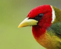 Eubucco bourcierii