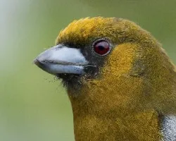 Semnornis frantzii