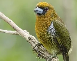 Semnornis frantzii