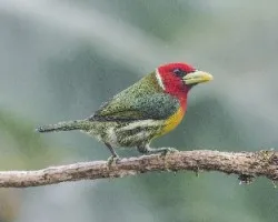 Eubucco bourcierii