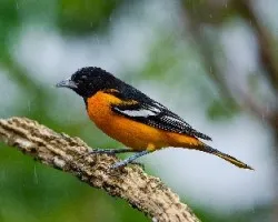 Icterus galbula