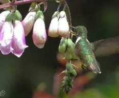 Selasphorus scintilla