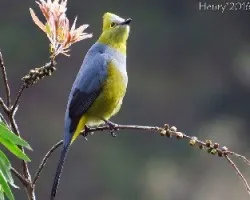 Ptilogonys caudatus