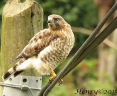 Buteo platypterus