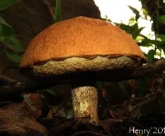 Leccinum monticola