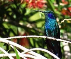 Colibri thalassinus