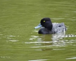 Aythya affinis