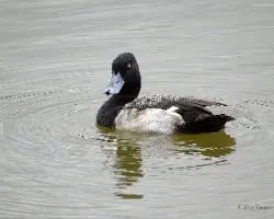 Aythya affinis