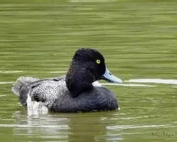 Aythya affinis