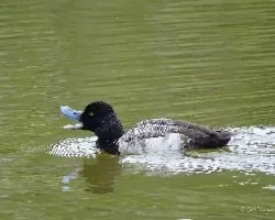 Aythya affinis