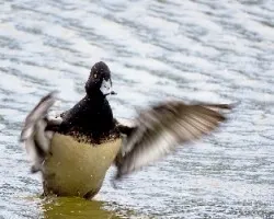 Aythya affinis