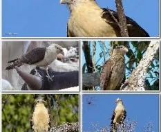 Milvago chimachima