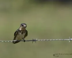 Hirundo rustica