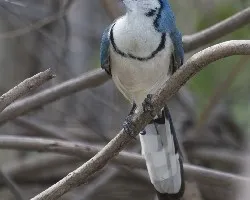 Calocitta formosa