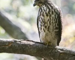 Buteo plagiatus