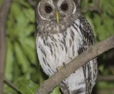 Ciccaba virgata
