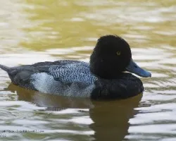 Aythya affinis
